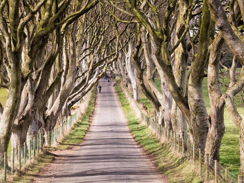 The Dark Hedges